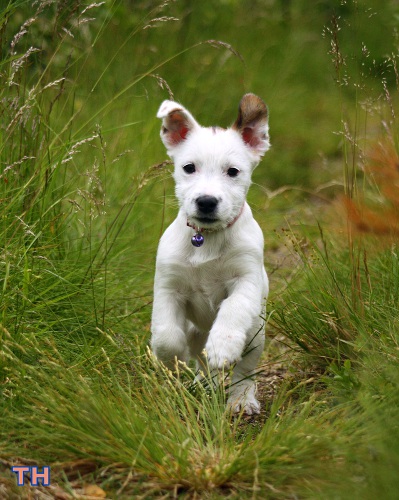 110625_lenkilla2.jpg - Alma on the run