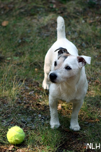 110828_eppu4.jpg - Who wants to play with me.... ?
