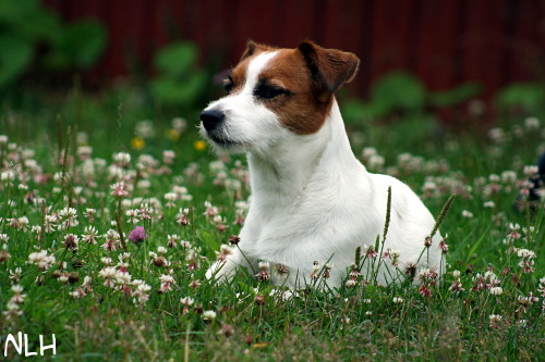 120716_inka.JPG - Inka observing :)