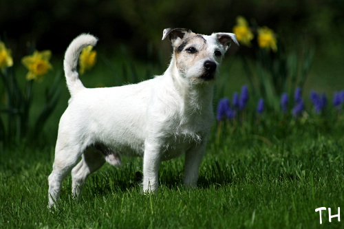 120526_eppu2.jpg - Eppu 12 years old :)