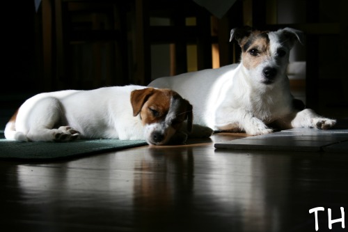 lastenvahti.jpg - LASTENVAHTI.Vuodesta 2006 Epulla on ollut jatkuva pesti myös lastenvahdin työtehtävissä. Myös tämä työ on Epulle mieleistä ja luontevaa. Työtä on edelleen paljon, mutta se ei haittaa, kun aina välillä voi työssä myös rentoutua kosintaleikkejä leikkien.