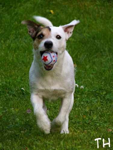 leikkia.jpg - LEIKKIMINEN.Vapaa-ajan ykkösharrastus on leikkiminen. Se nollaa pään ja vie ajatukset pois Epun monista työtehtävistä. Leikkimisessä on monen monta erilaista variaatiota ja välinettä. Se on samalla myös sosiaalista toimintaa, sillä yhdessä leikkiminen on paljon mukavampaa kuin yksin leikkiminen.