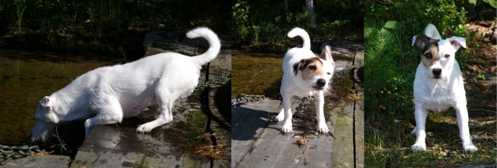 uimavahti.jpg - HENGENPELASTAJA.Rannalla makoilu vähissä vaatteissa, lihasten esittely ja pelastusoperaatiot. Voiko tästä poikamiehen elämä parantua? Kuvasarjassa tapahtunutta: kurotus, loiskahdus, kävyn hengen pelastaminen, ravistus ja jälleen asemissa.