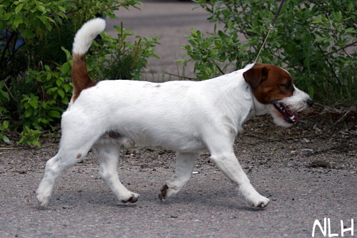 100530_pyry.jpg - Pyry vauhdissa