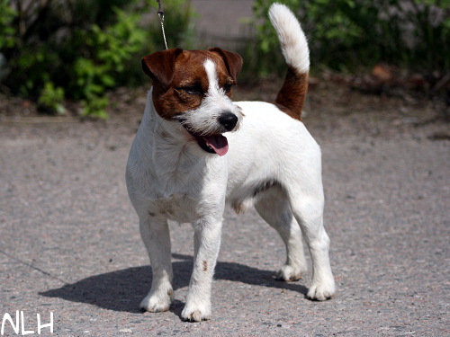 100530_pyry2.jpg - Pyry hurmuri