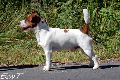 110814_pyry.JPG - FI CH Pyry 3 v 5 kk (Maiaran Adrianus)
