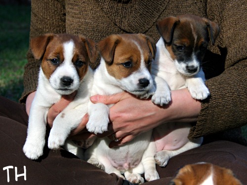 sylissa2.jpg - Speedy, Arska & Sissi