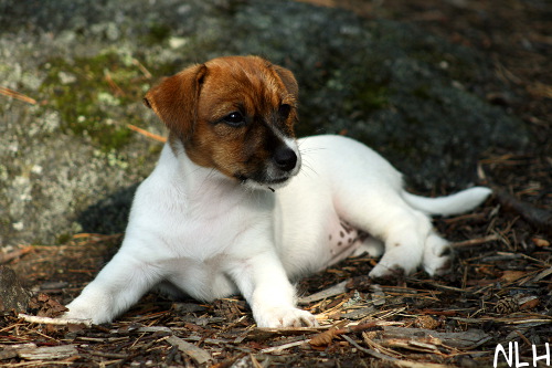 100725_lilli2.jpg - Lilli
