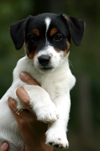 100802_milo2.jpg - Milo