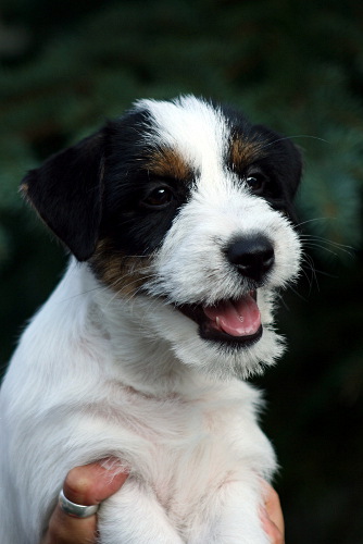 100813_romeo2.jpg - Romeo