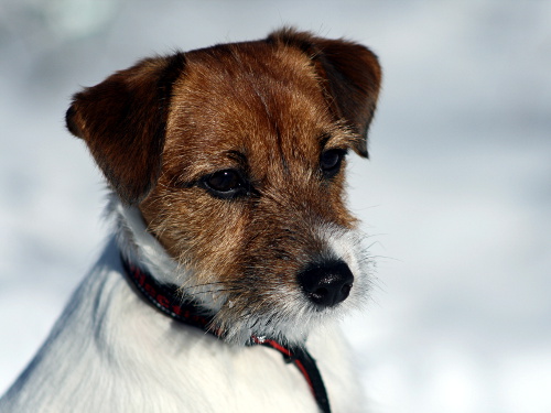 110306_lilli.jpg - Lilli