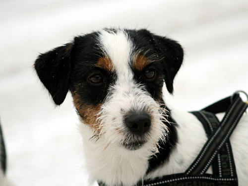 110311_romeo3.jpg - Romeo