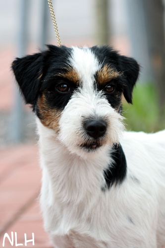 110618_romeo5.jpg - Romeo