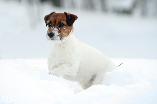 120220_lilli7.jpg - Lilli