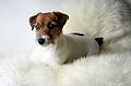 110108_lilli
