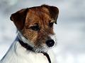 110306_lilli