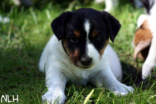 100625_rico.jpg - Rico