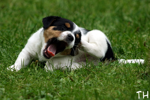100625_roope.jpg - Roope