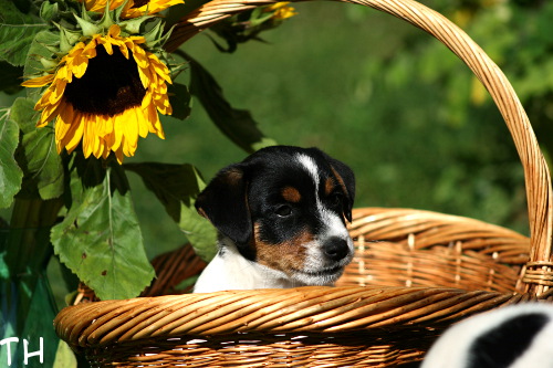 100710_ruben.jpg - Milo (ent. Ruben)