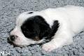 100601_romeo2