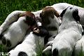 100607_nappulaliiga4
