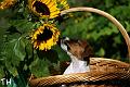 100710_lilli