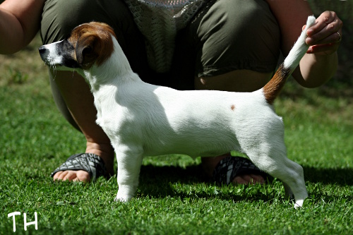 110730_sointu.jpg - Sointu, Maiaran Caprica, 4 months old
