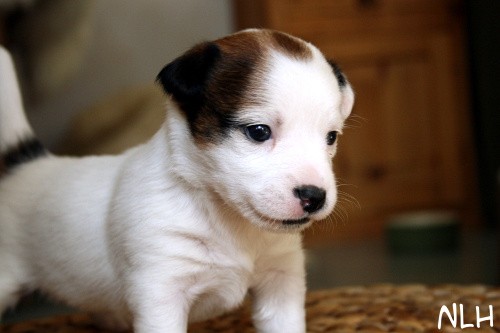 110428_sade2.jpg - Sade 3 vkoa