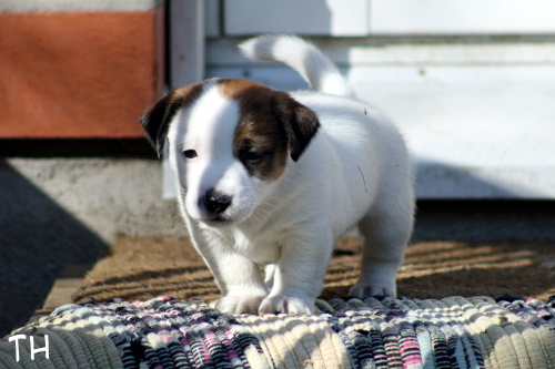 110507_jalo3.jpg - Jalo 4,5 vkoa