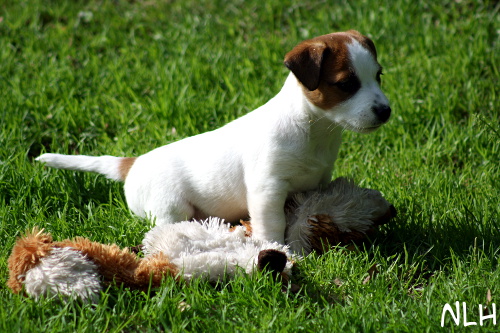 110521_oiva.jpg - Oiva