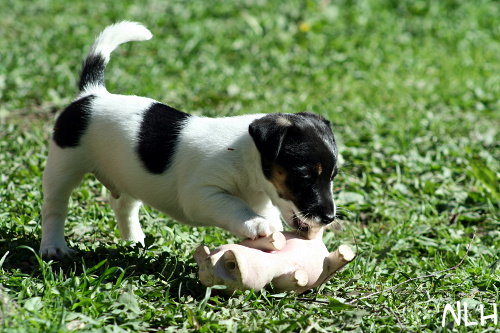 110526_visa.jpg - Visa and a pig