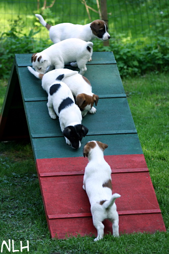 110531_A_esteellä.jpg - First steps to agility