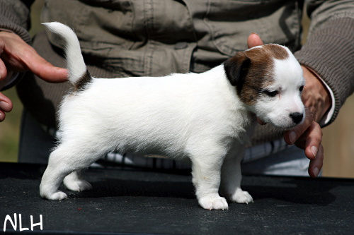 110505_sade5.jpg - Sade 4,5 weeks