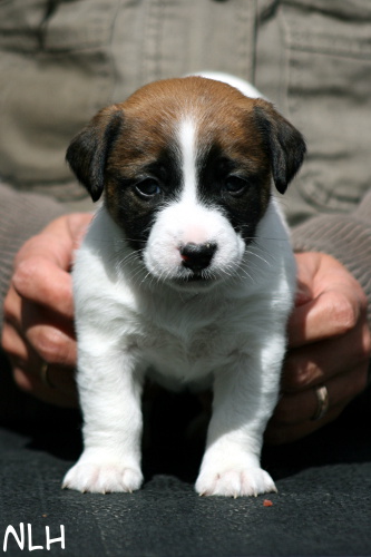 110505_sointu2.jpg - Sointu 4,5 weeks