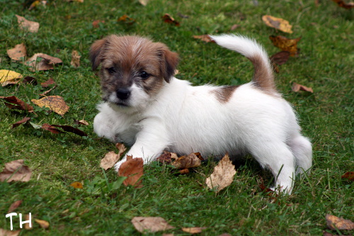 120911_welho3.jpg - Welho