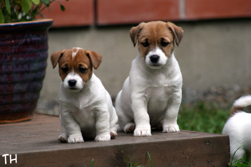 120916_willa&hugo.jpg - The smallest and the biggest in the pack, Willa & Hugo