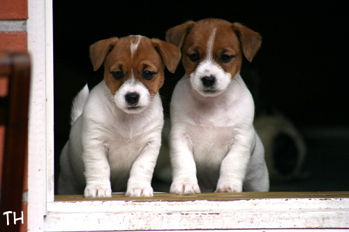 120916_willa&wili.jpg - Sister and brother, Willa & Wili