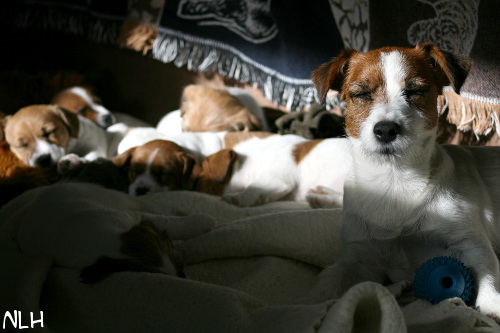 120918_lauma4.jpg - Inka and puppies