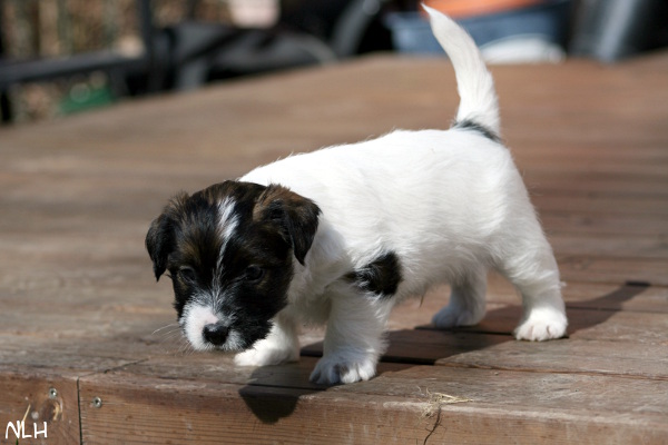 130429_oliver3.jpg - Oliver 5 vkoa