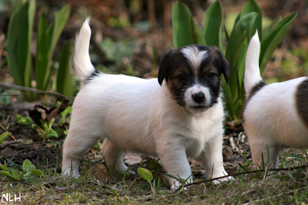 130501_emil2.jpg - Emil 5 vkoa