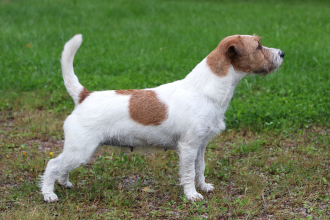 Apila