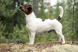 Sissi, Maiaran Aylen